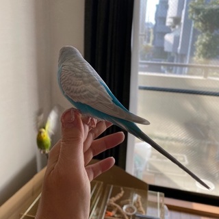 セキセイインコ　里親募集します。