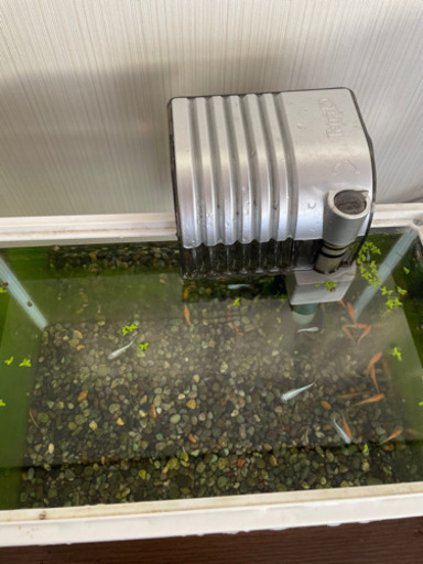 純血種メダカ エビ 水槽セット 0円 みと 笠間のその他の中古あげます 譲ります ジモティーで不用品の処分