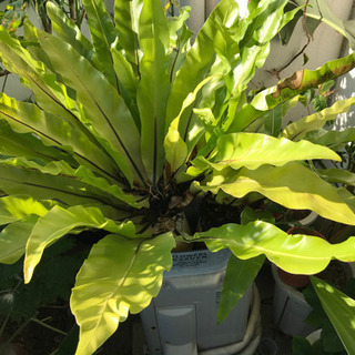 中古オオタニワタリが無料 格安で買える ジモティー