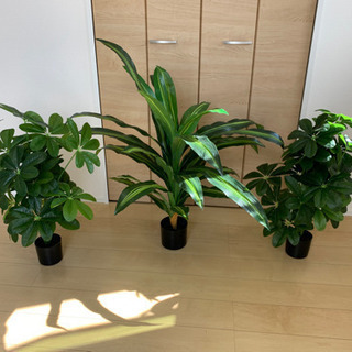 沖縄県の中古観葉植物が無料 格安で買える ジモティー 沖縄県の中古観葉植物が無料 格安で買える ジモティー