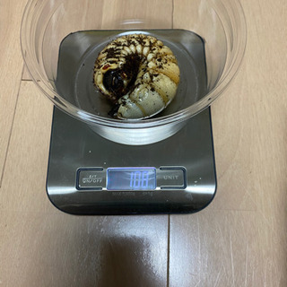 決まりました) カブト引退します。結構な数あります。