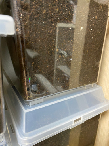 決まりました) カブト引退します。結構な数あります。 【公式通販】