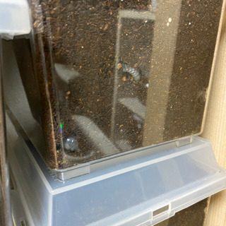 決まりました) カブト引退します。結構な数あります。