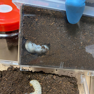 決まりました) カブト引退します。結構な数あります。