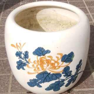 メダカ・水草鉢