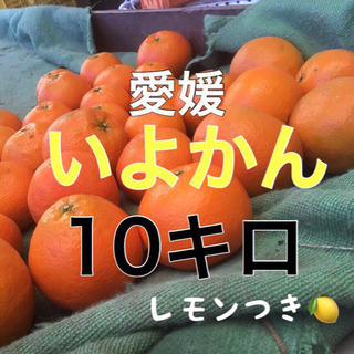 伊予柑10キロ 〜　配達します！