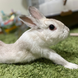 ❤︎まんまるおめめのミニウサギ❤︎1才8ヶ月 − 愛知県