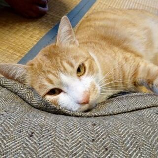 【ありがとうございます　決定しました】ゴロニャン猫、甘えんぼのカイ君 − 千葉県