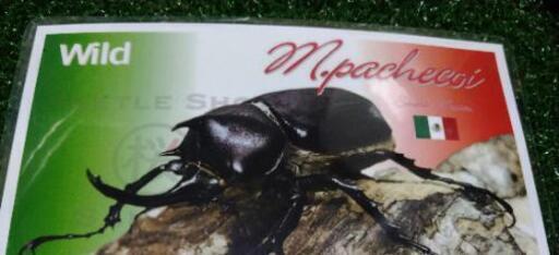 Wildf1 パチェコヒメゾウカブト幼虫 3頭 カブクワ男 中頭のその他の中古あげます 譲ります ジモティーで不用品の処分 Wildf1 パチェコヒメゾウカブト幼虫 3頭 カブクワ男 中頭のその他の中古あげます 譲ります ジモティーで不用品の処分