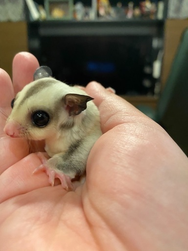 超絶可愛い双子モモンガです ムーンエタニティ 丸亀のその他のペットの無料広告 無料掲載の掲示板 ジモティー