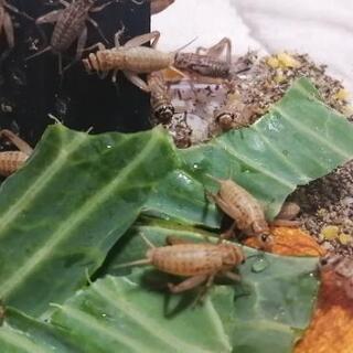 中古ヨーロッパイエコオロギが無料 格安で買える ジモティー