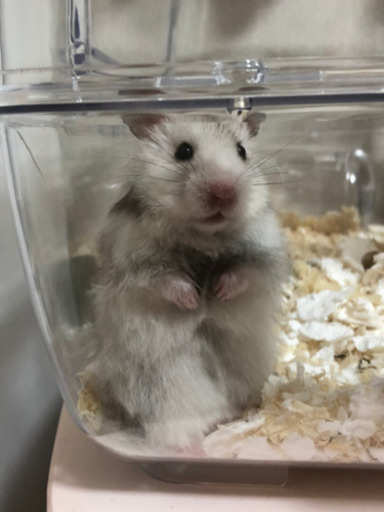 長毛ゴールデンハムスター2匹 ゆり 北柏のその他の里親募集 ジモティー