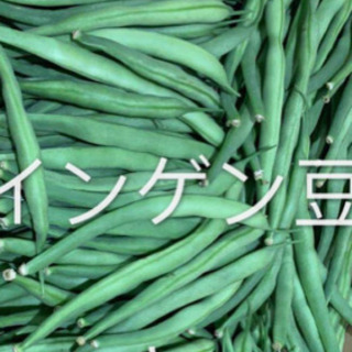 【ネット決済・配送可】インゲン豆の種