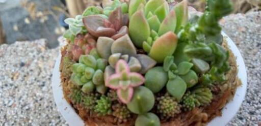 ミニミニ多肉植物寄せ植え パンジー 舞夢 薩摩松元のその他の中古あげます 譲ります ジモティーで不用品の処分