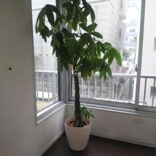 観葉植物 パキラ 木家幸 渋谷のその他の中古あげます 譲ります ジモティーで不用品の処分