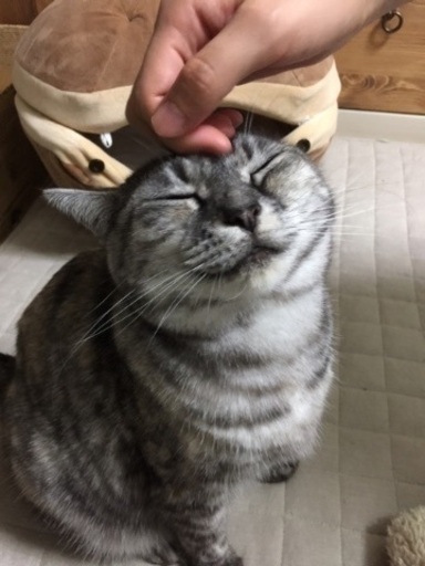 彩の猫 譲渡会 In 島忠ホームズ浦和南店 またたび家 北戸田の地域 お祭りのイベント参加者募集 無料掲載の掲示板 ジモティー