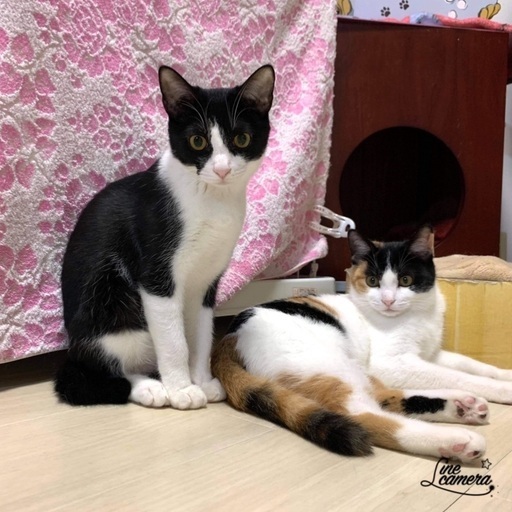 彩の猫 譲渡会 In 島忠ホームズ浦和南店 またたび家 北戸田の地域 お祭りのイベント参加者募集 無料掲載の掲示板 ジモティー