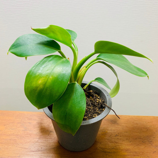 ラスト1苗 フィロデンドロン 観葉植物 植物苗 みんみん 三ツ境の生活雑貨の中古あげます 譲ります ジモティーで不用品の処分 ラスト1苗 フィロデンドロン 観葉植物 植物苗 みんみん 三ツ境の生活雑貨の中古あげます 譲ります ジモティーで不用品の処分