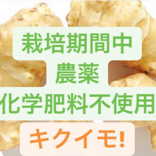 【ネット決済・配送可】【3組限定!】キクイモ!10kg!500円!