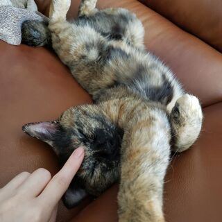 甘えん坊のサビ猫ちゃん