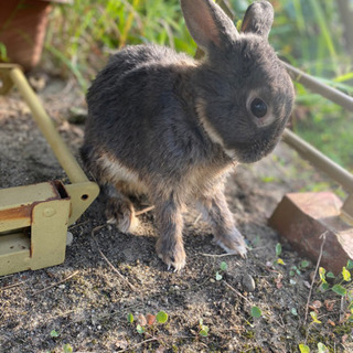 ウサギの里親募集