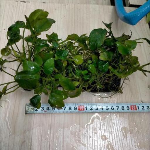 水槽用 水草アヌビアスナナ 土台付き ショウジ 牧志のその他の中古あげます 譲ります ジモティーで不用品の処分