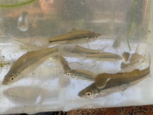 日程確定4 4 日 モツゴ モツゴすくい方式 もみじ 北本のその他の中古あげます 譲ります ジモティーで不用品の処分