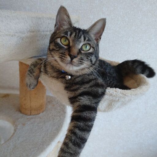 可愛いソプラノボイスの男の子 田所さん 木更津の猫の里親募集 ジモティー 可愛いソプラノボイスの男の子 田所さん 木更津の猫の里親募集 ジモティー
