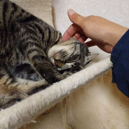 可愛いソプラノボイスの男の子 田所さん 木更津の猫の里親募集 ジモティー 可愛いソプラノボイスの男の子 田所さん 木更津の猫の里親募集 ジモティー