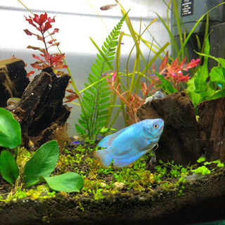 [熱帯魚] コバルトブルー色のドワーフグラミー　ペア