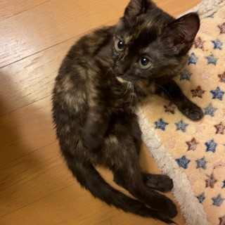 愛嬌があり可愛い仔猫ちゃんです。 − 徳島県