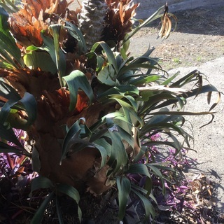 観葉植物，コウモリラン（ビカクシダ）