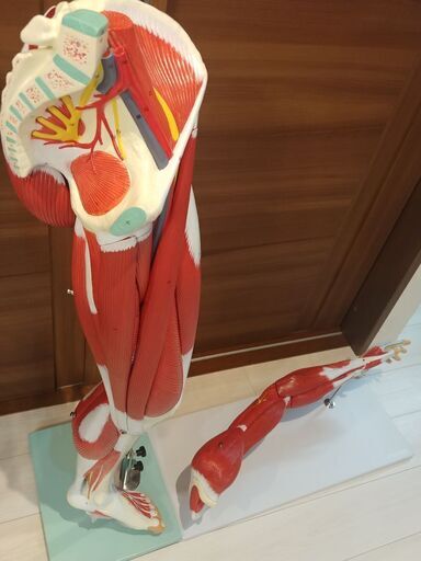 上肢、下肢筋肉模型