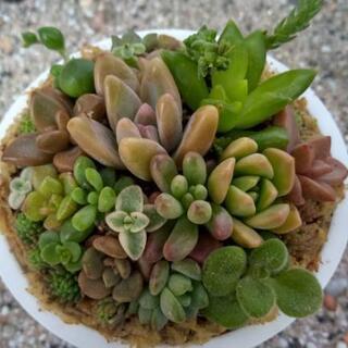 多肉植物ミニミニ寄せ植え(苺)