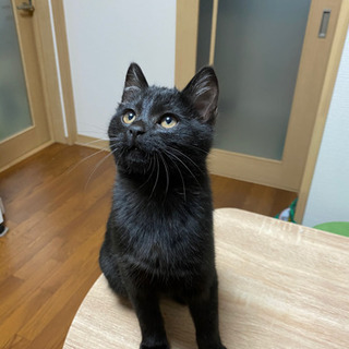 生後３ヵ月黒猫の男の子 - 弘前市