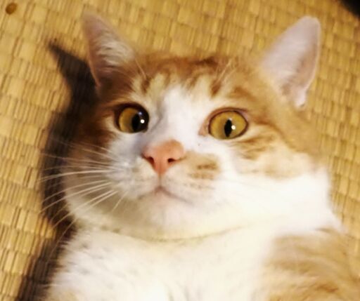 ありがとうございます決定しました ゴロニャン猫 甘えんぼのカイ君 Nona 木更津の猫の里親募集 ジモティー