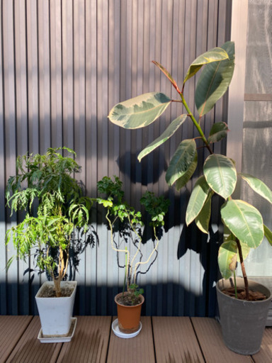 観葉植物 ７種類12鉢 シマトネリコ６本 松子 柳津のその他の中古あげます 譲ります ジモティーで不用品の処分