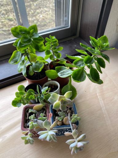 観葉植物 ７種類12鉢 シマトネリコ６本 松子 柳津のその他の中古あげます 譲ります ジモティーで不用品の処分