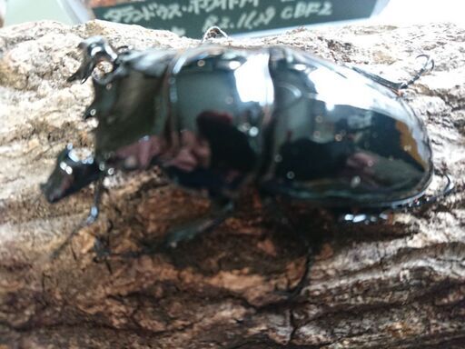 (insectbase)新成虫‼️タランドゥス・ホワイトアイ♂72㎜×♀フリー