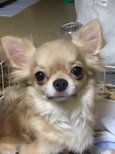 募集を一時停止します ブリーダー廃業の保護チワワちゃん スギさん 味美のチワワの里親募集 ジモティー 募集を一時停止します ブリーダー廃業の保護チワワちゃん スギさん 味美のチワワの里親募集 ジモティー