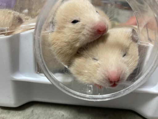 ほぼ確定 キンクマハムスターの赤ちゃん たんたん 麻生のその他の里親募集 ジモティー