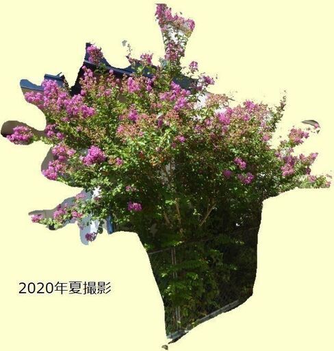 矮性の百日紅 サルスベリ 紫色を差し上げます 抜根希望 21年２月高さ１メートルに剪定 Akemi 52 鶴瀬のその他の中古あげます 譲ります ジモティーで不用品の処分