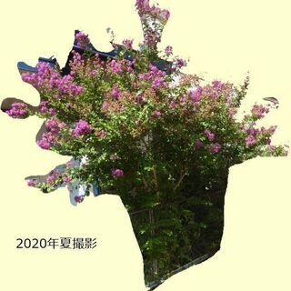 矮性の百日紅(サルスベリ)紫色を差し上げます/抜根希望/2021...