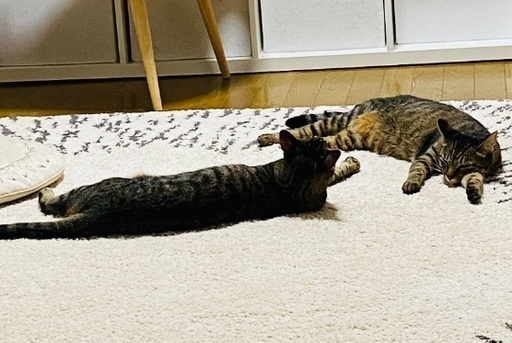 兄妹猫 里親探しています すう 北九州の猫の里親募集 ジモティー 兄妹猫 里親探しています すう 北九州の猫の里親募集 ジモティー