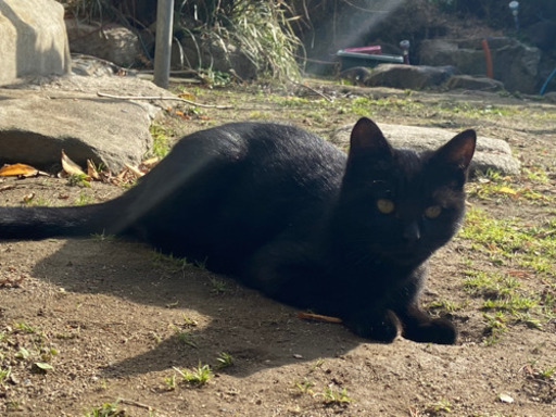 里親様交渉中 約4ヶ月 雑種の黒猫くん おこわ 久留米の猫の里親募集 ジモティー
