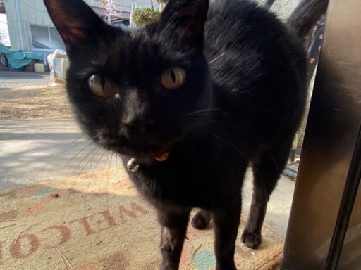 慢性鼻炎持ち避妊済 雑種の黒猫ちゃん おこわ 久留米の猫の里親募集 ジモティー