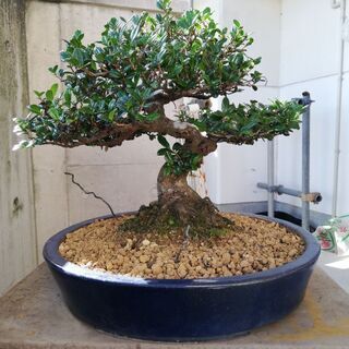 ハマヒサカキ盆栽