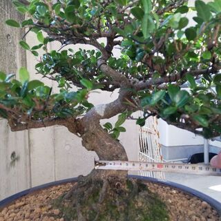 ハマヒサカキ盆栽