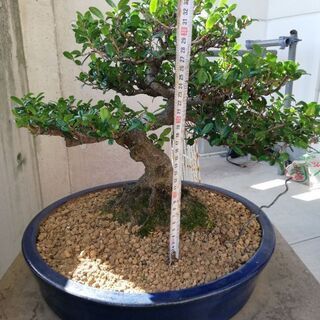 ハマヒサカキ盆栽