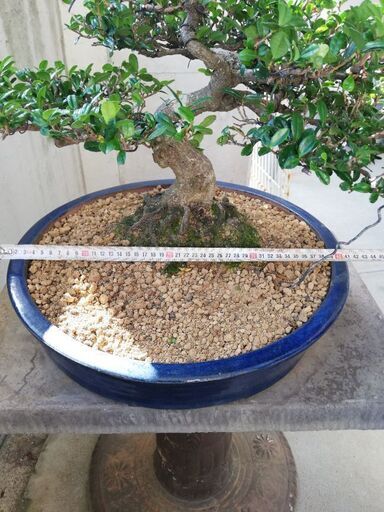 ハマヒサカキ盆栽